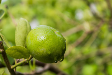 Fresh green lime.