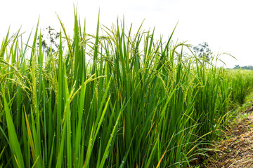 Low angle view of rice grown in the field seen through the trees