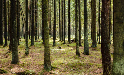 Obraz premium Tree Forest