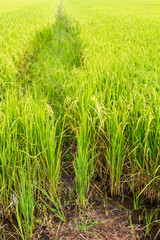 Green grass covered soil among the rice grains yellow