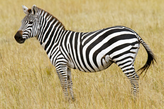 Fototapeta Zebra on the Masai Mara in Southwestern Kenya, Africa.
