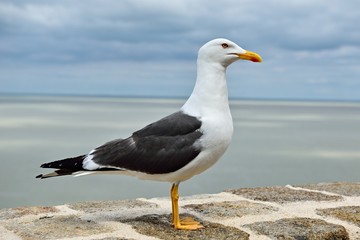 Fototapeta premium Möwe - Heringsmöwe