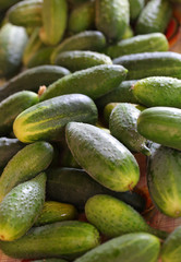 green cucumber on a wooden table