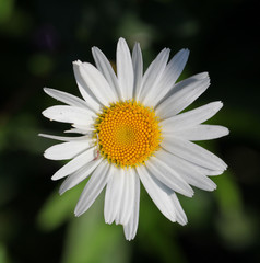 flowers in the garden