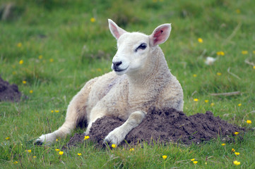 Obraz premium Lamb in field near Llangrannog, Cardigan coast