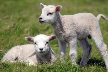 Naklejka na ściany i meble Twin lambs in field near Llangrannog, Cardigan coast
