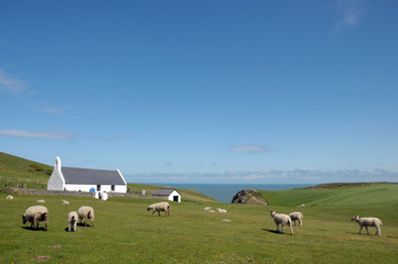Fototapeta premium Sheep grazing near chapel at Mwnt, Cardigan coast
