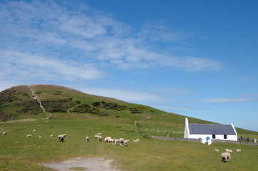 Sheep grazing near chapel at Mwnt, Cardigan coast