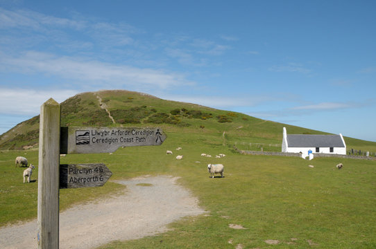 Signpost and sheep near chapel at Mwnt, Cardigan coast