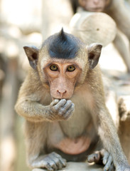 Cute infant Monkey eating