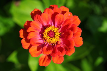 flowers in the garden