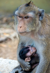 infant monkey baby sleeping