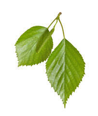 Fototapeta premium birch leaves