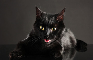 Black cat on black background