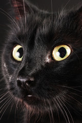 Black cat on black background