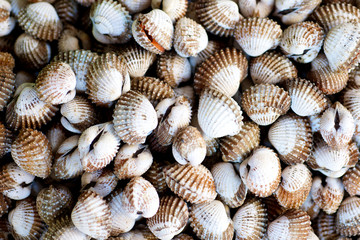 Raw Clams in the market