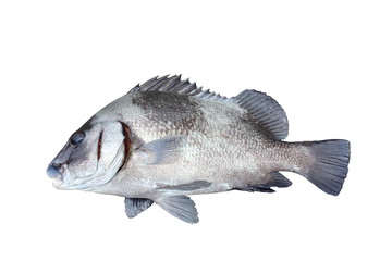 Freshly caught Sweetlip