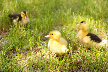 Little cute ducklings on green grass, outdoors
