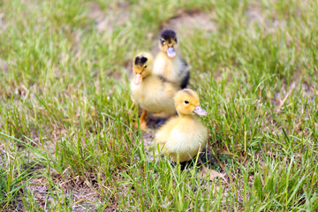 Little cute ducklings on green grass, outdoors