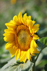 Beautiful sunflower in field