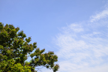 Blue sky and big tree