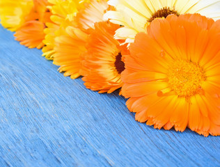 Flowers of calendula on blue old wooden table