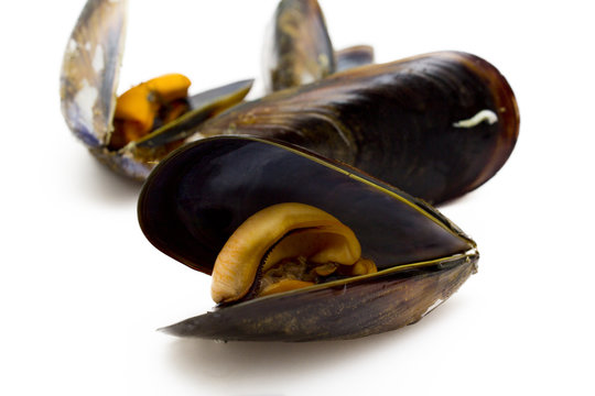 Mussels Isolated