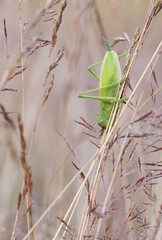 Big green grasshopper on a hay straw