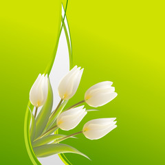 White tulips on a green card for birthday