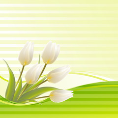 White tulip spring flowers bouquet for sale.  illustration.