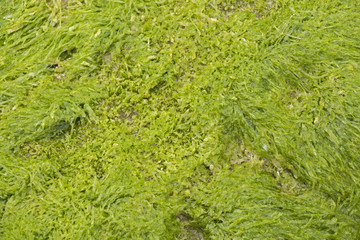 Texture-seabed