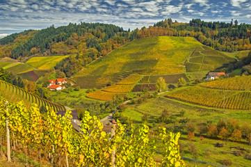 Weinberge im Herbst, Schwarzwald, Deutschland