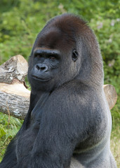 Gorille