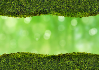 dark moss strips on green background