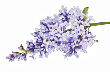 small light blue isolated lilac inflorescence