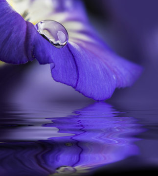 Fototapeta blue flower with a dew drop