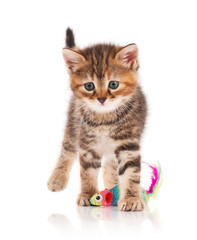 Cute kitten
