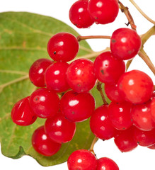 Viburnum berries