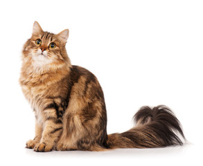 Siberian cat