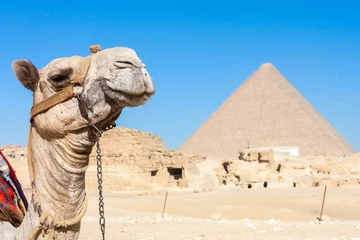 Foto op Canvas Camel with Pyramids in background © francescopaoli