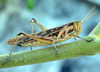Wrinkled Grasshopper