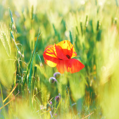 Red poppy on the green field