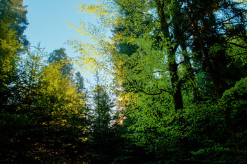 Fototapeta premium Spring