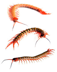 Centipede