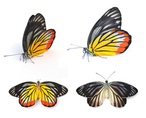 Naklejka premium Butterfly