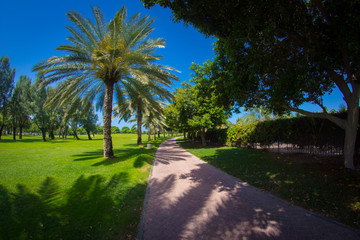 Obraz premium Пальмовый парк