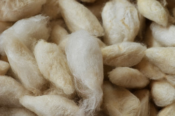 Silk Cocoons