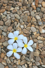 Fototapeta na wymiar Plumeria flower on the stones