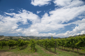 Fototapeta na wymiar spring Vineyards