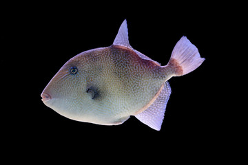 Grey triggerfish on a black background © mattiaath